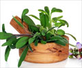 Benefits of Sage Leaves Benefits of Sage Leaves