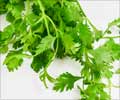 Coriander                                                                                                                                                                                               