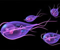 Giardiasis - Symptoms - Diagnosis - Treament - FAQs