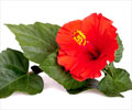 Health Benefits of Hibiscus                                                                                                                                                                             