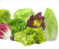 Health Benefits of Lettuce Health Benefits of Lettuce