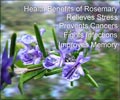 Health Benefits of Rosemary Herb | Rosemary Herb - Health Benefits