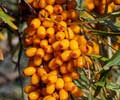 Health Benefits of Sea Buckthorn