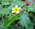 Health Benefits of Tribulus Terrestris