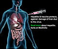 Hepatitis B-Causes-Symptoms-Diagnosis-Treatment-Vaccination-FAQs