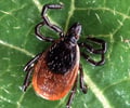 Lyme Disease - Causes, Symptoms, Diagnosis, Treatment, Prevention