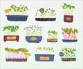 Health Benefits of Microgreens