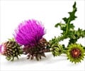 Milk Thistle Milk Thistle