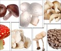 Mushroom Types                                                                                                                                                                                          