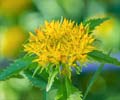 Health Benefits of Rhodiola Rosea (Golden Root) Health Benefits of Rhodiola Rosea (Golden Root)