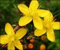 Saint Johns Wort                                                                                                                                                                                        