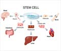 Stem Cell Therapy                                                                                                                                                                                       