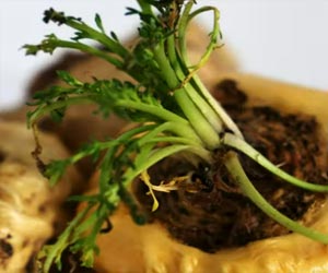 Top 5 Skin Superfoods Power of Food for a Clear Skin