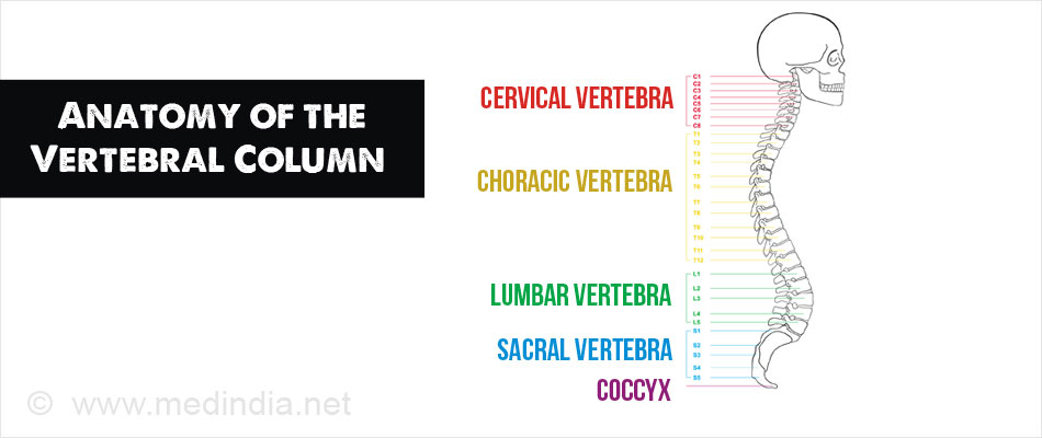 Anatomy of the Vertebral Column