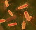 E. coli Infection / Escherichia Coli Infection