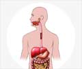 Know More About the Digestive System