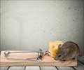Quiz on Rat Poisoning