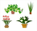 Top 10 Air Purifying Plants