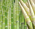 Bamboo Food