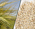 Barley and its Benefits