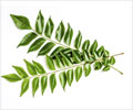 Curry Leaves Health Benefits