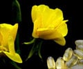 Evening Primrose Oil