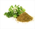 Health Benefits of Oregano Health Benefits of Oregano