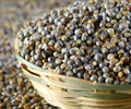 Health Benefits of Pearl Millet