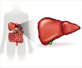 Hepatotoxicity Due to Drugs