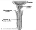 Structure of Male Urethra Structure of Male Urethra