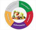 How Phytonutrients Work in the Body