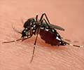 Zika Virus Alert: Rising Cases in India