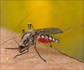 Quiz on Chikungunya