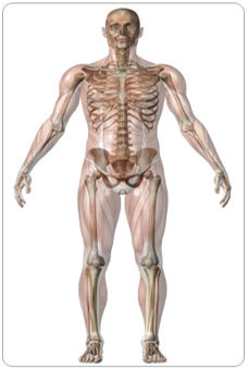 Facts about Skeletal System / Know your skeletal System