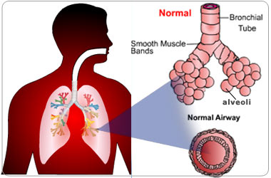 Alveoli