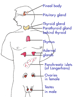 know your Endocrine system - Print