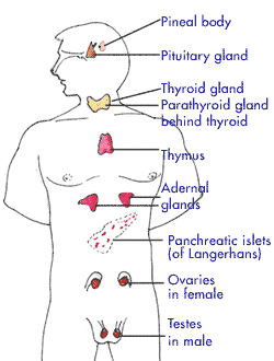 know your Endocrine system | Medindia