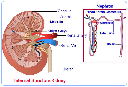 kidney internal structure