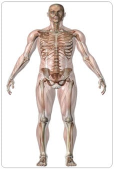 MusculoSkeletal system