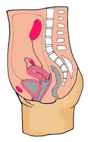 Marijuana-Derived Drug Promises Hope In Treating Bladder Infection