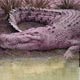Antibiotic-resistant Infections may Be Beaten by Alligator Blood Antibiotic-resistant Infections may Be Beaten by Alligator Blood