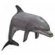 Dolphins Carry Twigs And Plants While Courting Dolphins Carry Twigs And Plants While Courting