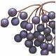Blueberries Fibre Could Protect Against Colon Cancer