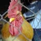 Virus May Check Spread Of Bird Flu