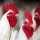 H5N1 Virus Claims Two More Lives In China