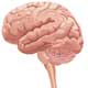 Brain functioning not hampered by old age