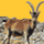 Cloning Breathe New Life Into Extinct Ibex! Cloning Breathe New Life Into Extinct Ibex!