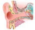 Anatomy of Ear and Hearing Anatomy of Ear and Hearing