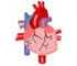 An Active Heart - Animation