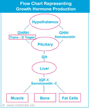 Pituitary Gland Flow Chart